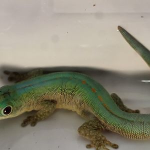 Phelsuma robertmertensi