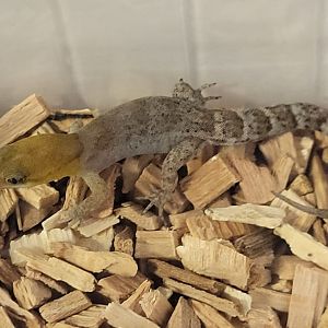 Gonatodes antillensis