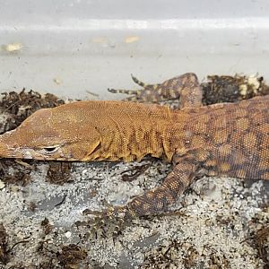 Varanus pilbarensis