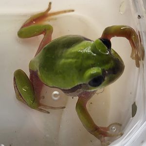 Leptopelis nordequatorialis