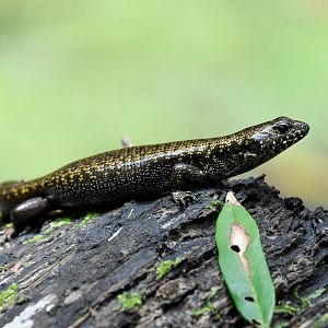 Murray's Skink