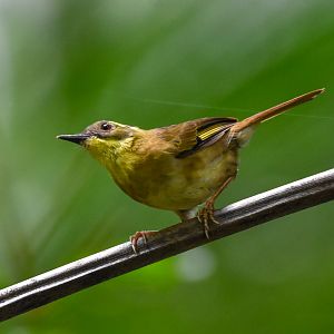 Yellow-throated Scrubwren
