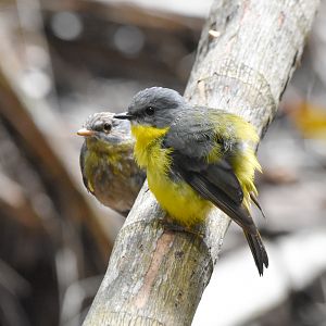 Eastern Yellow Robin with chick