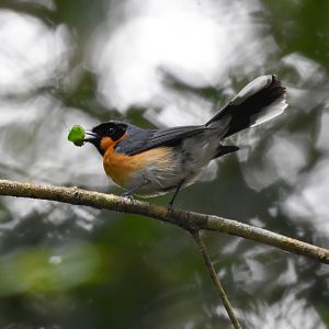 Australian Spectacled Monarch