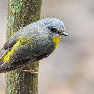 Eastern Yellow Robin