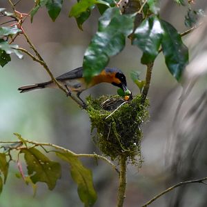 Australian Spectacled Monarch feeding chick