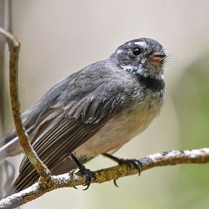 Grey Fantail
