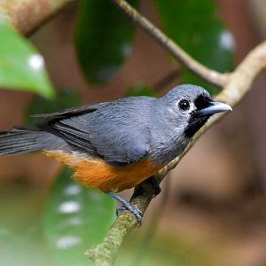 Black-faced Monarch