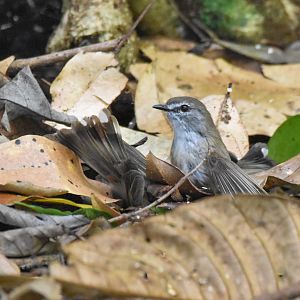 fighting Brown Gerygones