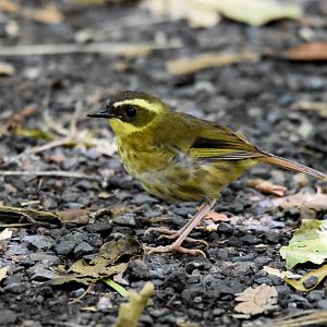 Yellow-throated Scrubwren