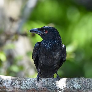 Spangled Drongo