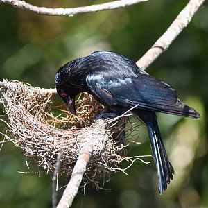 Spangled Drongo at nest