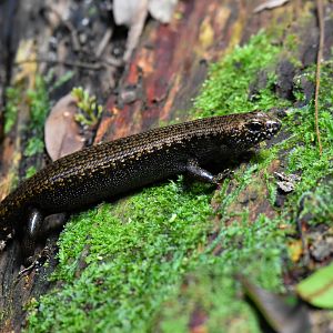 Murray's Skink