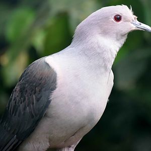 Island Imperial Pigeon (Ducula pistrinaria)
