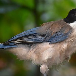 Iberian Magpie (Cyanopica cooki)