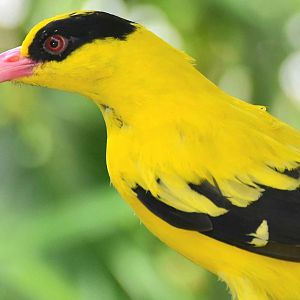 Sunda Black-naped Oriole (Oriolus chinensis maculatus)