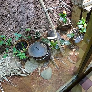 Tropikariet - Freaks of Nature - Cobra exhibit