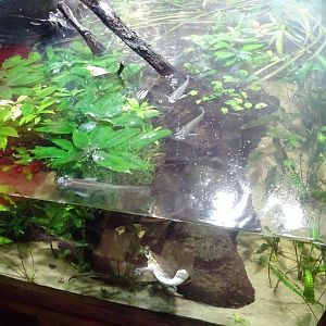 Tropikariet - Freaks of Nature - Mixed freshwater tank