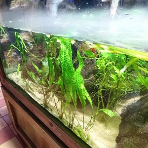 Tropikariet - Freaks of Nature - Mixed freshwater tank