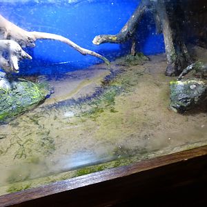 Tropikariet - Freaks of Nature - Mudskipper exhibit