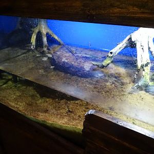 Tropikariet - Freaks of Nature - Mudskipper exhibit