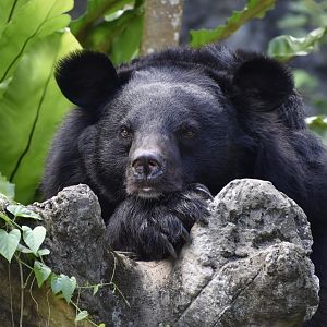 Formosan Black Bear (Ursus thibetanus formosanus) posing and people-watching