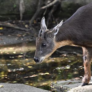 Taiwan Serow (Capricornis swinhoei)
