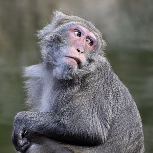Formosan Rock Macaque (Macaca cyclopis)