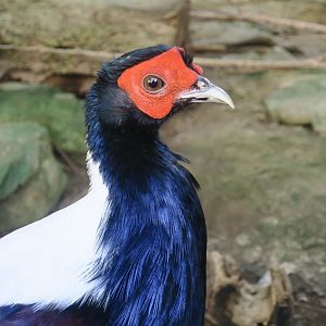 Swinhoe's Pheasant (Lophura swinhoii) male