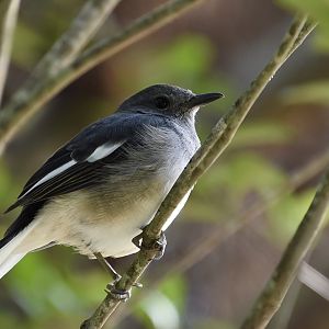 Oriental Magpie-Robin (Copsychus saularis) - wild