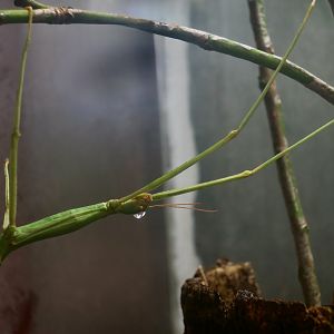 Lanyu Giant Stick Insect (Phasmotaenia lanyuhensis)