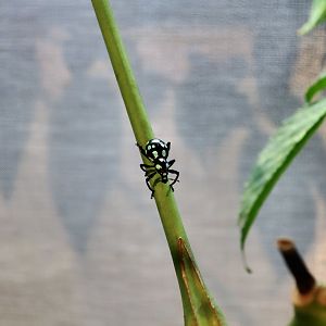 Lanyu Spotted Weevil (Pachyrhynchus sarcitis kotoensis)
