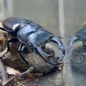 Narrow-Jawed Stag Beetle (Dorcus schlenklingi)
