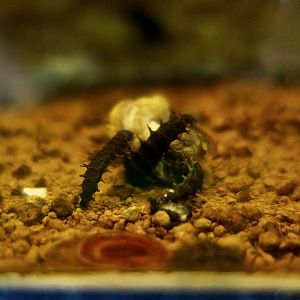 Aquatica ficta, a firefly - larvae