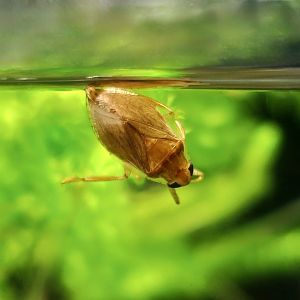 Water Bug (Diplonychus rusticus)