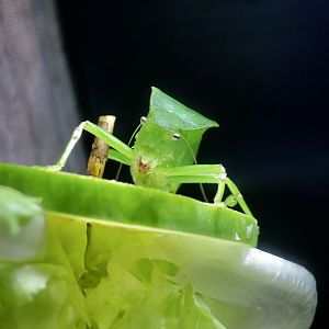 Lanyu Hooded Katydid (Phyllophorina kotoshoensis)