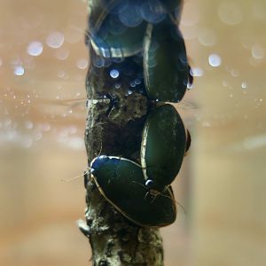 Three-Punctured Diving Beetle (Cybister tripunctatus)