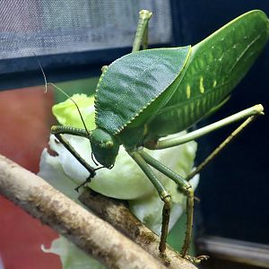 Giant Hooded Katydid (Siliquofera grandis)