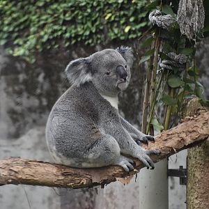 Queensland Koala (Phascolarctos cinereus adustus)