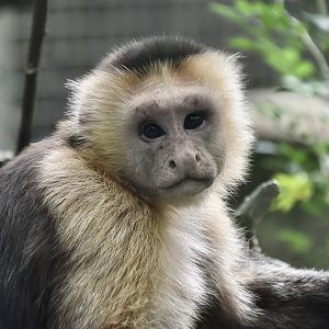 White-Faced Capuchin (Cebus capucinus sensu lato) - anyone know their origins?