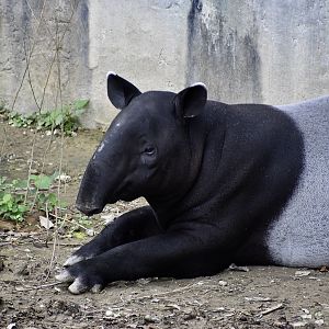 Malayan Tapir (Tapirus indicus)
