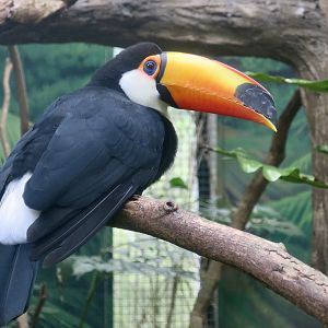 Toco Toucan (Ramphastos toco)