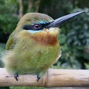 Blue-Tailed Bee-Eater (Merops philippinus)