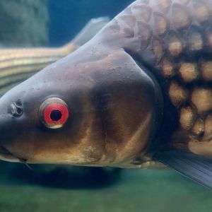 Jullien's Golden Carp (Probarbus jullieni)