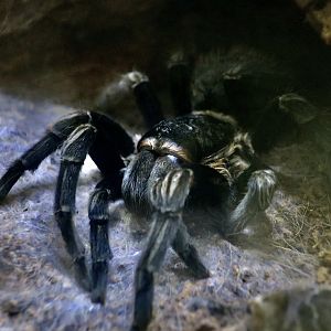 Guatemalan Redrump Tarantula (Tliltocatl sabulosus)