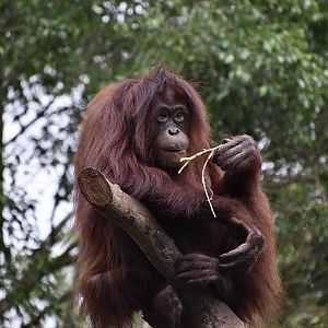 Bornean Orangutan (Pongo pygmaeus) female