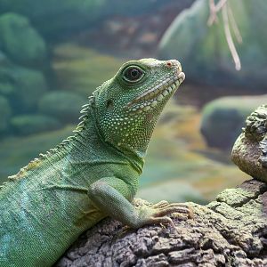 Chinese Water Dragon (Physignathus cocincinus)