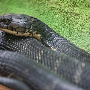 King Cobra (Ophiophagus hannah)