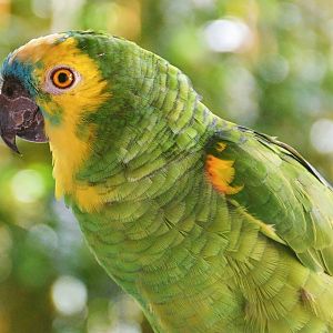 Blue-fronted Amazon (Amazona aestiva)