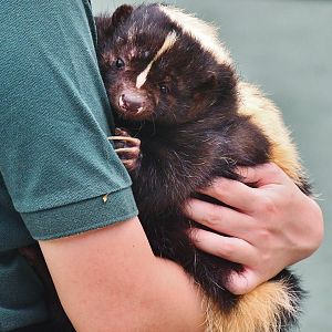 Striped Skunk (Mephitis mephitis)